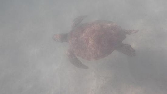Wer es nicht erkennt: Das ist eien von den vielen Schildkröten, die vor Pandan-Island leben. Leider war die Sicht öfter ein wenig eingeschränkt , trotzdem ist es ein Wahnsinn, wen so ein Tier vor deiner Nase rumschwimmt....