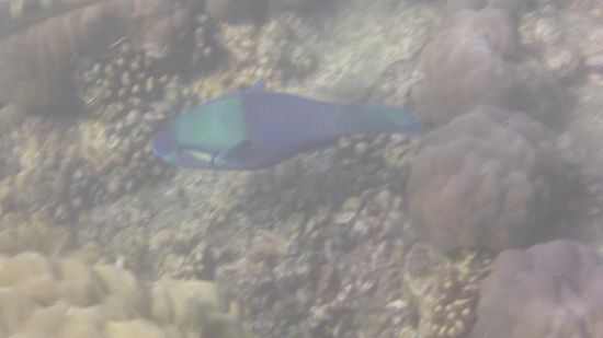 Aber der eine oder andere Fisch ist ganz gut zu erkennen