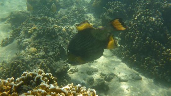 Ein Drückerfisch war auch plötzlich da (aber recht friedlich, der kann auch ganz anders..)