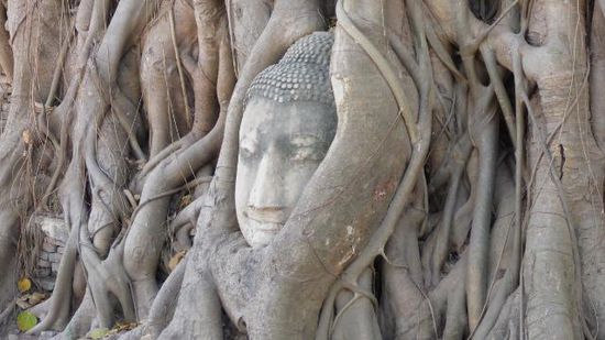 Der in einen Feigenbaum eingewachsene Buddhakopf, kurz nach dieser Aufnahme nicht mehr zu sehen (zu viele Touristen drumherum)