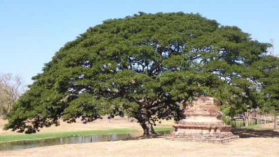 Nicht nur der Mensch, auch die Natur schafft manchmal schöne Sachen, dieser Baum z.B.