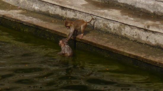 Das obere becken gehrt den Affen, da wird schön im Wasser geplantscht...