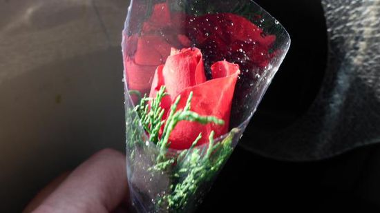 Zur Begrüßung eine Rose, das hat Stil..