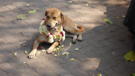 Hier gibt es keine Blumenkinder, nur Blumenhunde