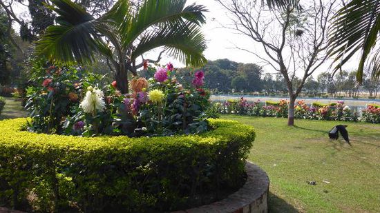 Auf dem Rückweg noch mal kurz in den Park, der seltsame Öffnungszeiten hat (5-9 a.m. und 15-22p.m. Also offensichtlich Vollbeschäftigung in Kolkata, daher braucht den Park ja keiner in der "Kernarbeitszeit")