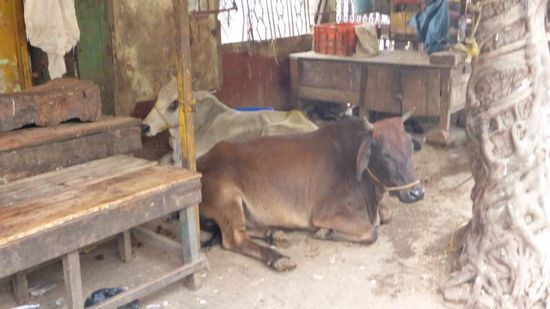 Die haben sich auch mal ne Pause verdient, den ganzen Tag werden sie angehupt.