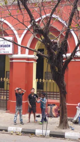 "Nesträuber am Werk", aber die wollten in Wirklichkeit nur ihren Drachen aus dem Baum holen. (Drachen sind hier übrigens ganz groß in MOde!)