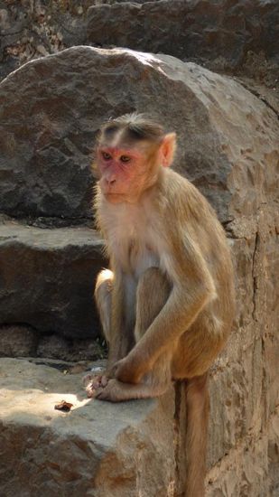 An denen kommt man allerdings nicht so leicht vorbei, kriminelle Banden, die den Besuchern auflauern und ihnen die Bananen stehlen