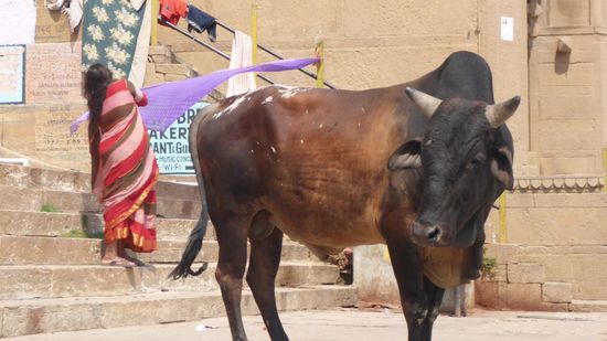 Die gehören natürlich auch dazu!