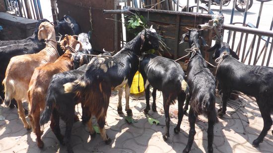 ... und die nächsten warten schon