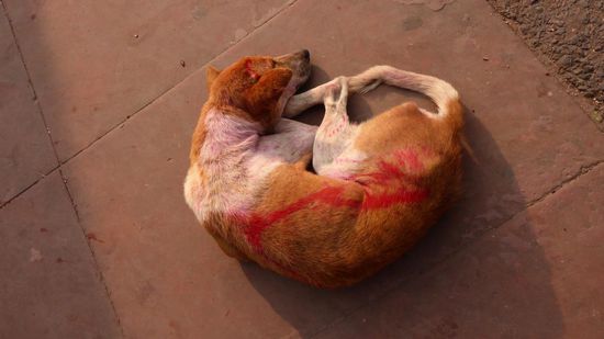 Selbst die Hunde sind dabei