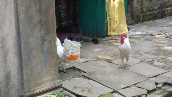 Und Hühner gibt es auch noch