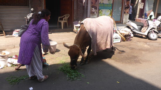 Und mittendrin darf auch die heilige Kuh nicht fehlen.....