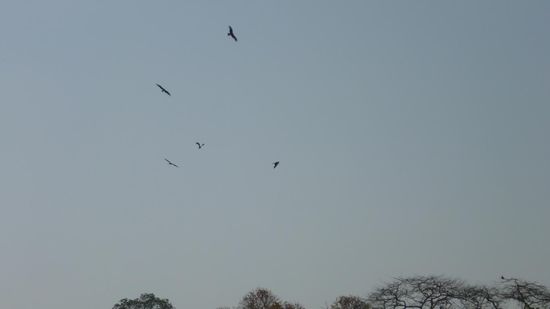 Das sind die Geier, die von dem Türmen des Schweigens sind