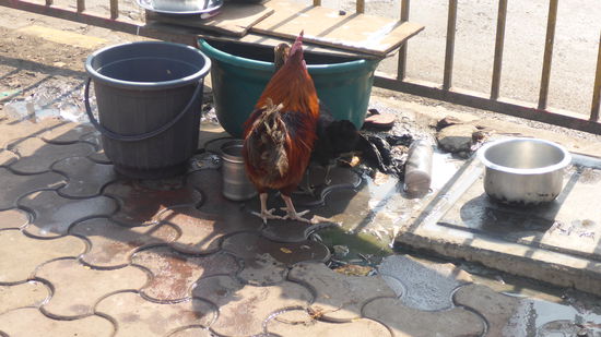 Auch das sieht man. Familien, die auf der Straße leben, halten sich Hühner. So gibt es ab un zu ein Ei und am Schluß was gutes aus Huhn. In einem Reiseführer habe ich gelesen, dass unmittelbar in dieser Gegend das teuerste Einfamilienhaus stehen soll, das einem Ölmulti gehört. Wahnsinn, diese Gegensätze.