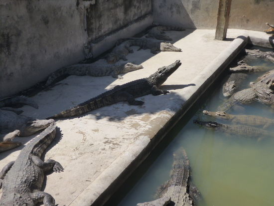 Es gibt mehrere solcher Becken, in denen die Krokodolie gehalten werden.