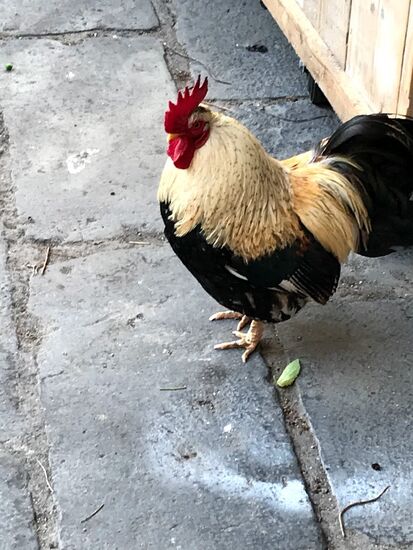 Auf dem Bürgersteig nicht nur Menschen 