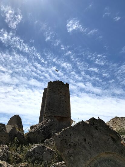 Falken sind auch da.