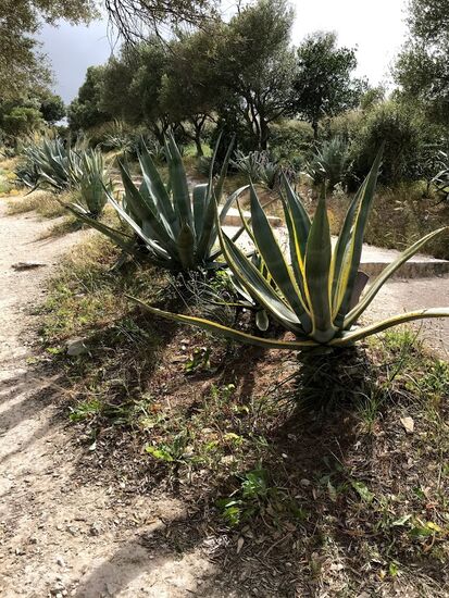 Auf dem Weg zum Tempel von Segesta,...