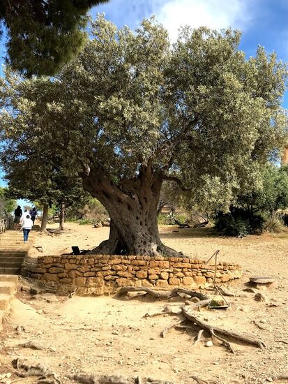 Ein uralter Olivenbaum.