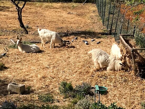 Diese Ziegen sind spezielle, schaut euch die Hörner an.