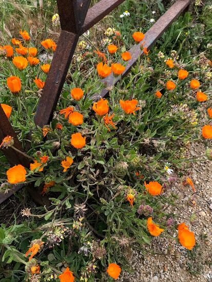 Auch hier gibt es schönes Grünzeug.