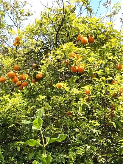 Orangenbäume im Steinbruch...