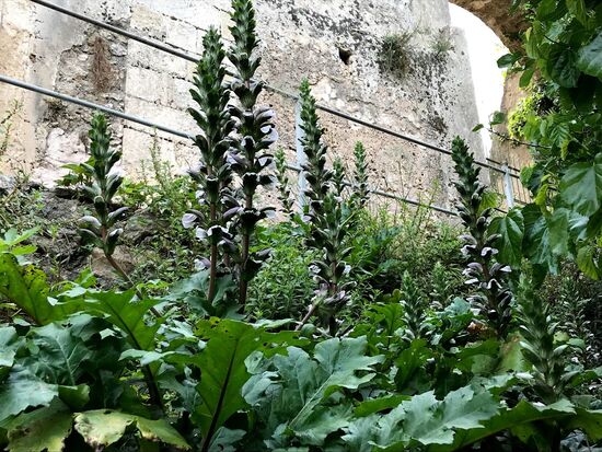 Akanthuspflanzen, deren Blätter ein wiederkehredes Motiv für Ornamente ist.