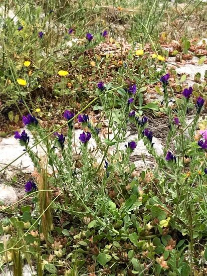 Auch hier schöne Pflanzen.