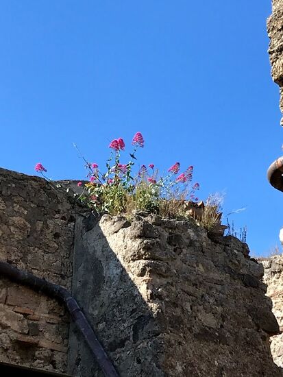 Es wachsen auch hier schöne Blumen