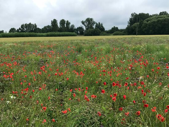 Aber schön ist es trotzdem