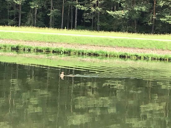 Habt ihr schon mal ein Reh schwimmen sehen??? Ich bis heute auch nicht. Schaut mal genau hin, ca. mittig im Bild.