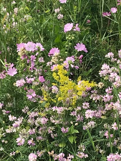 Und es blüht immer noch so schön.