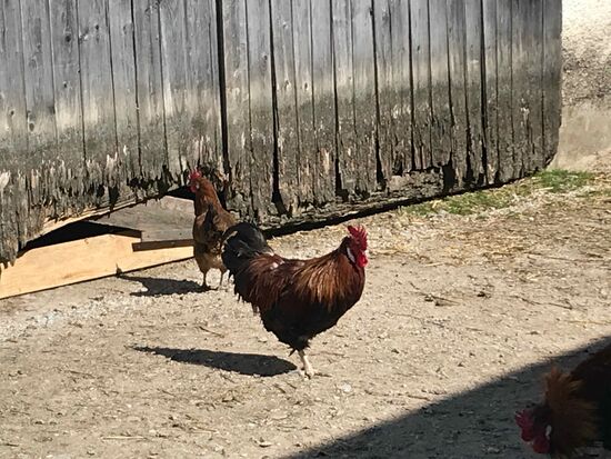 Und hier ist es sei beschaulich, da laufen die Hühner noch auf der Straße rum.