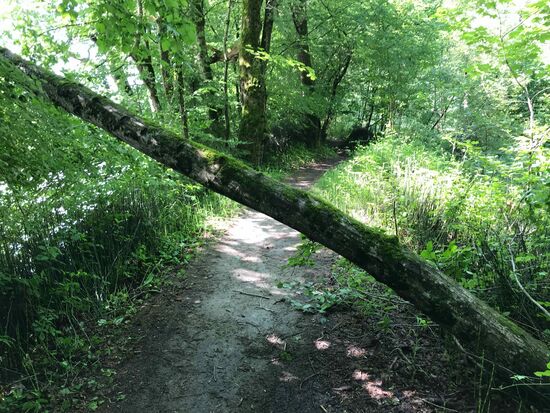 Und wenn dann die Bäume quer liegen geht es nur zurück