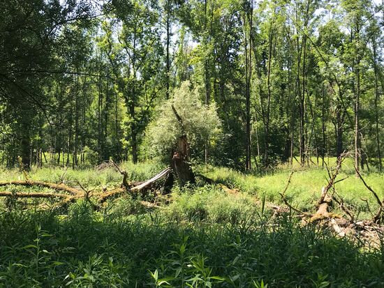 Und dann wird es wieder schön, in den Salzach-Auen.