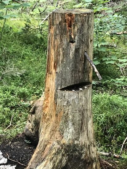 Seltsame Gestalten im Zauberwald.