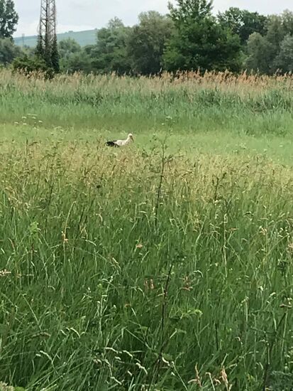 Falls jemand den zweiten Storch sucht, der holt gerade Essen