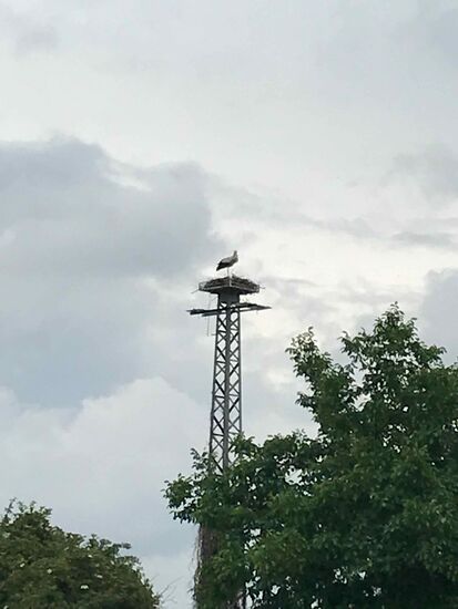 Und das zweite Storchennest direkt dahinter.