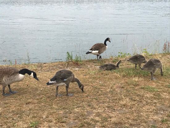 Und die suchen schon ihr Abendessen