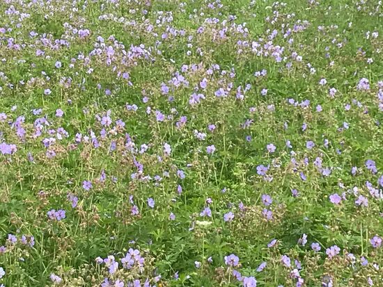 blühende Landschaften (meinte die der Herr Dr.Kohl??)