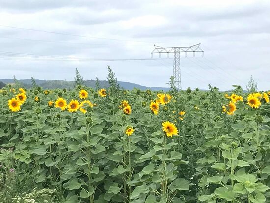 Und Sonnenblumenfelder.