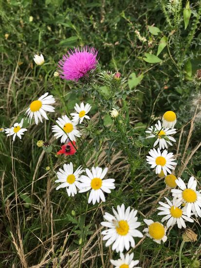 Und entlang der riesigen (ehemaligen LPG-) Felder gibt es Blühstreifen.