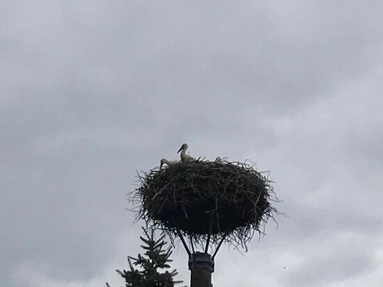 Die Jungstörche schauen aus dem Nest.