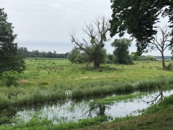 Die Elbwiesen, leider kann man hier keine Pause machen, sonst fressen einen die Mücken auf