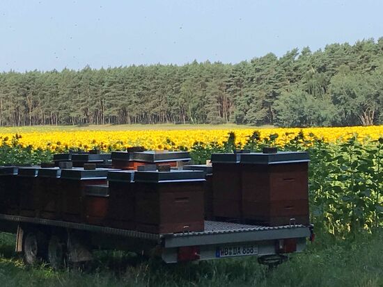 Und die dazugehörigen Honigproduktion läuft auch.