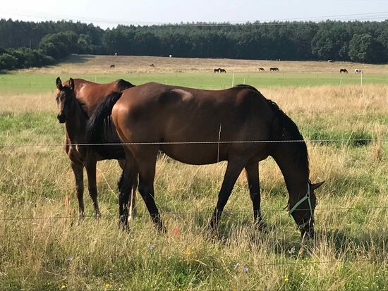 Hier fühlen sich auch die Pferde wohl.