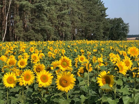 Riesigen Sonnenblumenfelder.