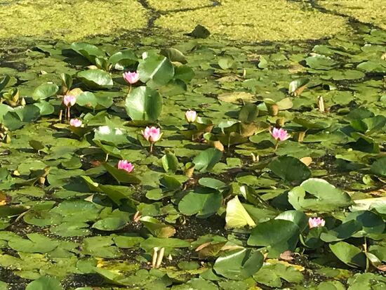 Aber aus der Nähe betrachtet sehr schön.