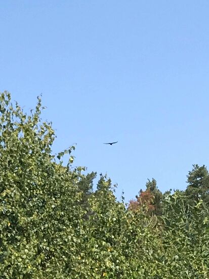 Beobachter am Himmel, leider kann ich nicht erkennen, was für ein Greifvogel das ist....